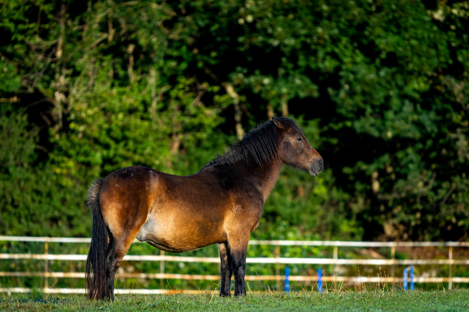 A pony standing in a fenced paddock beside jump poles