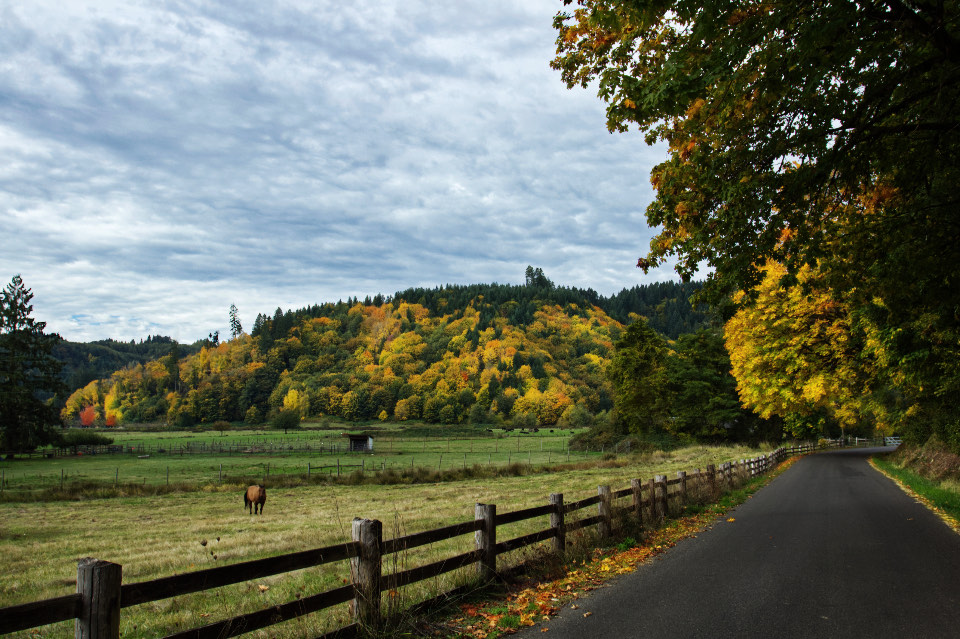 A country lane running past post-and-rail paddocks with a horse grazing